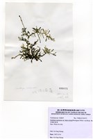 藏品(棒型總狀蕨藻)的圖片